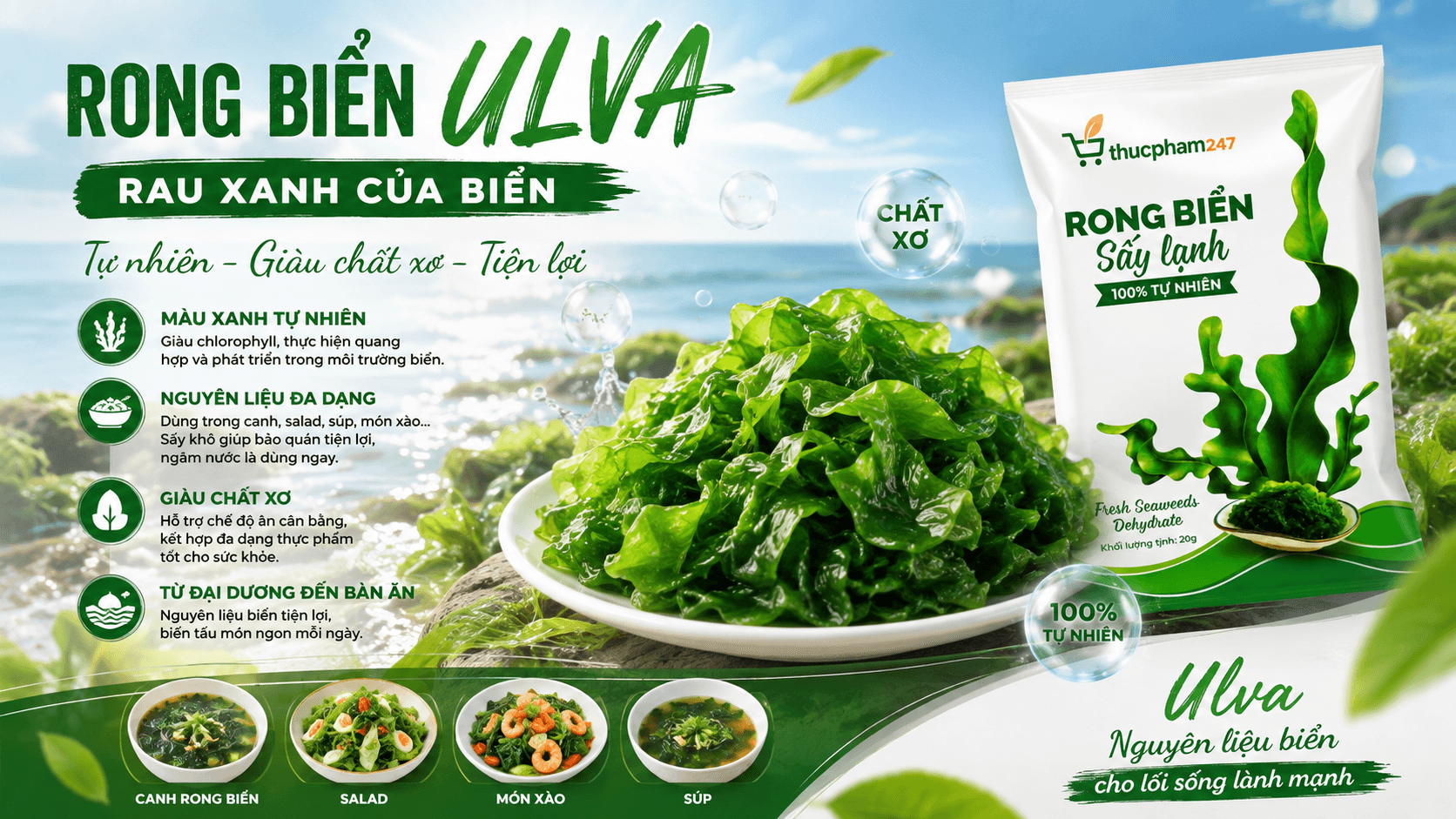 Rong lục Ulva – Rau xanh của biển và những điều thú vị có thể bạn chưa biết